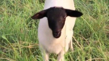Little lamb with black head and attentive mother sheep caring for the grazing sheep in organic pasture farming with relaxed sheep herd in green grass as agricultural management in idyllic countryside