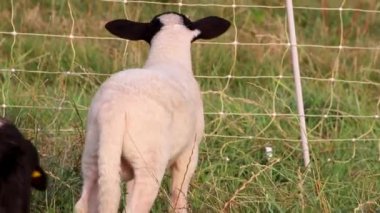 Little lamb with black head and attentive mother sheep caring for the grazing sheep in organic pasture farming with relaxed sheep herd in green grass as agricultural management in idyllic countryside