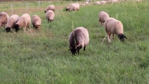 Grazing Sheep Organic Pasture Farming Relaxed Sheep Herd Green Grass — Vídeos de Stock
