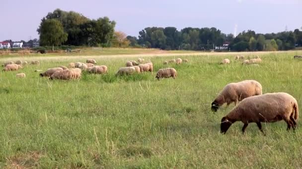 Grazing Sheep Organic Pasture Farming Relaxed Sheep Herd Green Grass — Stock video