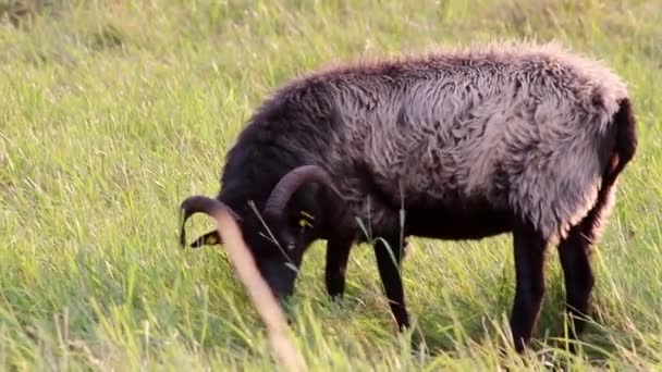 Grazing Sheep Organic Pasture Farming Relaxed Sheep Herd Green Grass — Vídeo de Stock