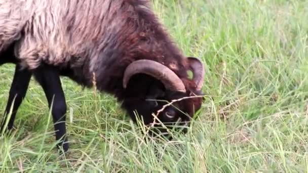 Вівці Органічному Пасовищі Розслабленим Стадом Овець Зеленій Траві Сільськогосподарське Управління — стокове відео