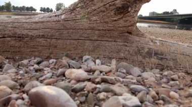 Extreme low water line in river Rhine Dsseldorf in extreme drought with no rainfall causes drying out riverbed and low tide shows global warming and climate change with dry riverbank water shortage