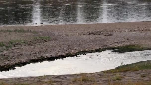 Extreme Low Water Line River Rhine Dsseldorf Extreme Drought Rainfall — Vídeos de Stock