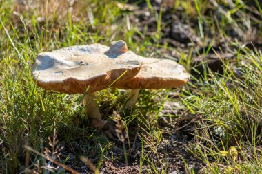 Sonbaharda mantar turunda bulunan mantar mantarları. Mantar mevsiminde yerde kahverengi yapraklar. Lezzetli ama muhtemelen zehirli ve tehlikeli orman meyveleri.