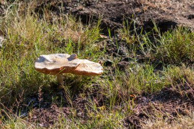 Sonbaharda mantar turunda bulunan mantar mantarları. Mantar mevsiminde yerde kahverengi yapraklar. Lezzetli ama muhtemelen zehirli ve tehlikeli orman meyveleri.