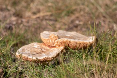 Sonbaharda mantar turunda bulunan mantar mantarları. Mantar mevsiminde yerde kahverengi yapraklar. Lezzetli ama muhtemelen zehirli ve tehlikeli orman meyveleri.