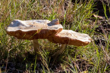 Sonbaharda mantar turunda bulunan mantar mantarları. Mantar mevsiminde yerde kahverengi yapraklar. Lezzetli ama muhtemelen zehirli ve tehlikeli orman meyveleri.