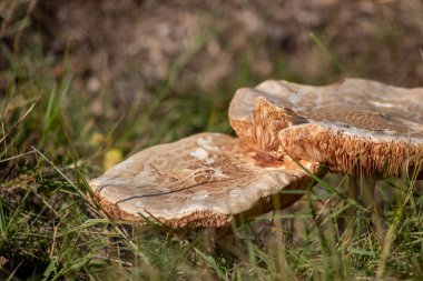 Sonbaharda mantar turunda bulunan mantar mantarları. Mantar mevsiminde yerde kahverengi yapraklar. Lezzetli ama muhtemelen zehirli ve tehlikeli orman meyveleri.
