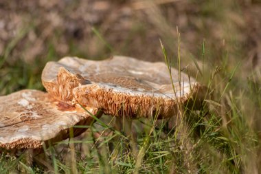 Sonbaharda mantar turunda bulunan mantar mantarları. Mantar mevsiminde yerde kahverengi yapraklar. Lezzetli ama muhtemelen zehirli ve tehlikeli orman meyveleri.