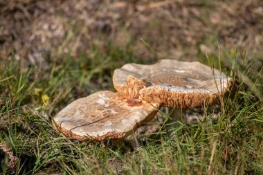 Sonbaharda mantar turunda bulunan mantar mantarları. Mantar mevsiminde yerde kahverengi yapraklar. Lezzetli ama muhtemelen zehirli ve tehlikeli orman meyveleri.