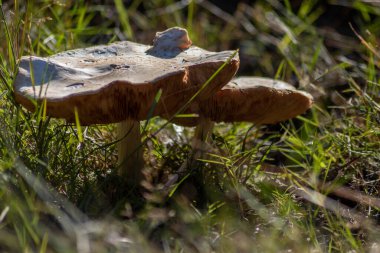 Sonbaharda mantar turunda bulunan mantar mantarları. Mantar mevsiminde yerde kahverengi yapraklar. Lezzetli ama muhtemelen zehirli ve tehlikeli orman meyveleri.