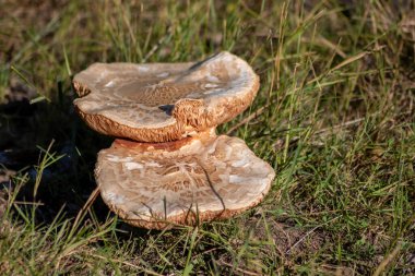 Sonbaharda mantar turunda bulunan mantar mantarları. Mantar mevsiminde yerde kahverengi yapraklar. Lezzetli ama muhtemelen zehirli ve tehlikeli orman meyveleri.