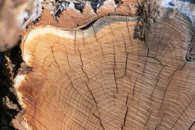 Close-up kesilmiş ağaç gövdesi