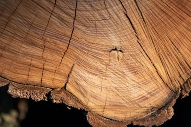 Close-up kesilmiş ağaç gövdesi
