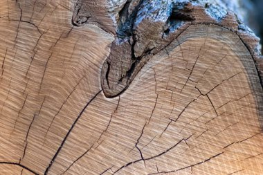 Close-up kesilmiş ağaç gövdesi