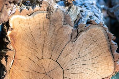 Close-up kesilmiş ağaç gövdesi