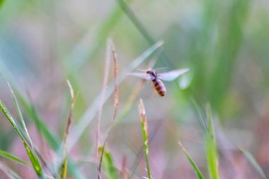Yeni karınca kraliçeleri gibi uçan karıncalarla ve geniş kanatlı erkek karıncalarla düğün uçuşu makro düşük açılı yeni böcek topluluğunda üremek için yararlı bir böcek çiftleşmesi.