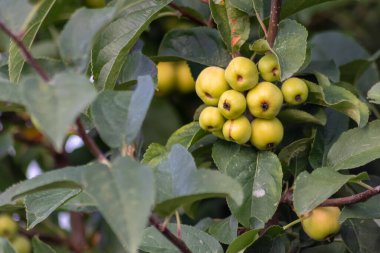 yakın - ağaçtaki yeşil elmalar