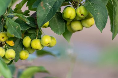 yakın - ağaçtaki yeşil elmalar