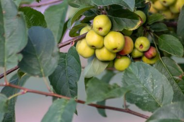 yakın - ağaçtaki yeşil elmalar