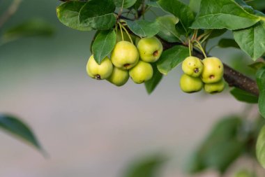 yakın - ağaçtaki yeşil elmalar