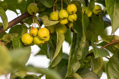 yakın - ağaçtaki yeşil elmalar