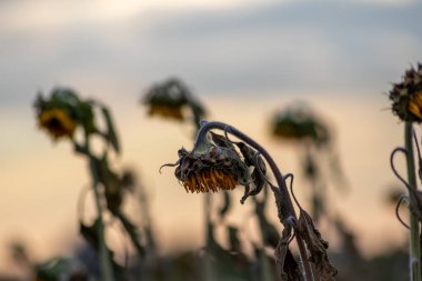 Drought with dry and withered sunflowers in extreme heat periode with hot temperatures and no rainfall due to global warming causes crop shortfall with water shortage on agricultural sunflower fields