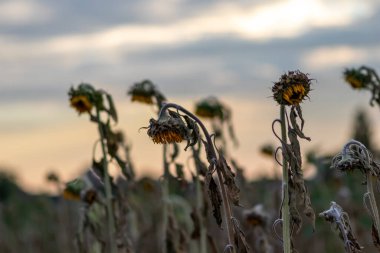 Drought with dry and withered sunflowers in extreme heat periode with hot temperatures and no rainfall due to global warming causes crop shortfall with water shortage on agricultural sunflower fields