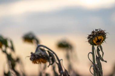 Drought with dry and withered sunflowers in extreme heat periode with hot temperatures and no rainfall due to global warming causes crop shortfall with water shortage on agricultural sunflower fields