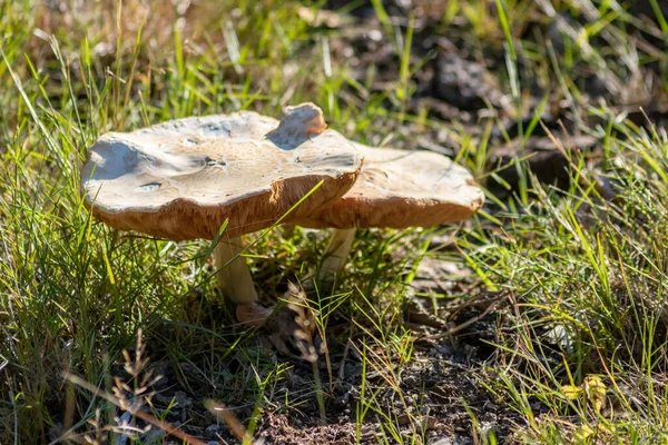 Sonbaharda mantar turunda bulunan mantar mantarları. Mantar mevsiminde yerde kahverengi yapraklar. Lezzetli ama muhtemelen zehirli ve tehlikeli orman meyveleri.
