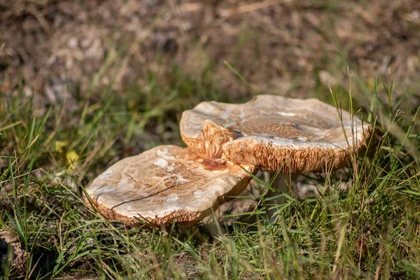 Sonbaharda mantar turunda bulunan mantar mantarları. Mantar mevsiminde yerde kahverengi yapraklar. Lezzetli ama muhtemelen zehirli ve tehlikeli orman meyveleri.