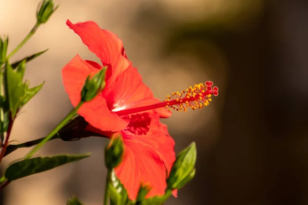 Närbild Röd Blomma Med Suddig Bakgrund — Stockfoto