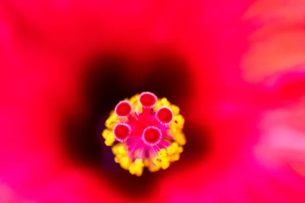 Close Beautiful Red Flower — Stock Photo, Image