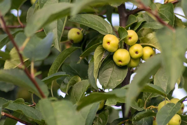 yakın - ağaçtaki yeşil elmalar
