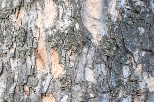 Κοντινό Δέντρο Φλοιός Υφή Φόντου — Φωτογραφία Αρχείου