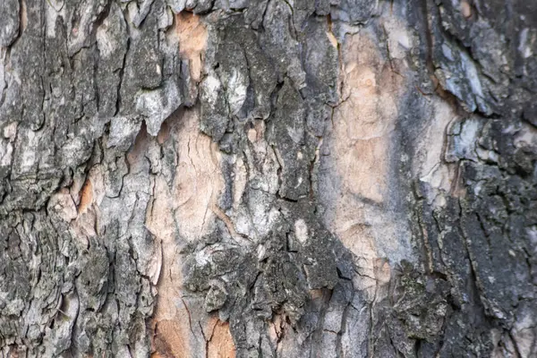Zbliżenie Drzewa Kora Tekstura Tło — Zdjęcie stockowe