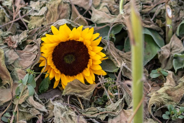 Drought Dry Withered Sunflowers Extreme Heat Periode Hot Temperatures Rainfall — Stock Photo, Image