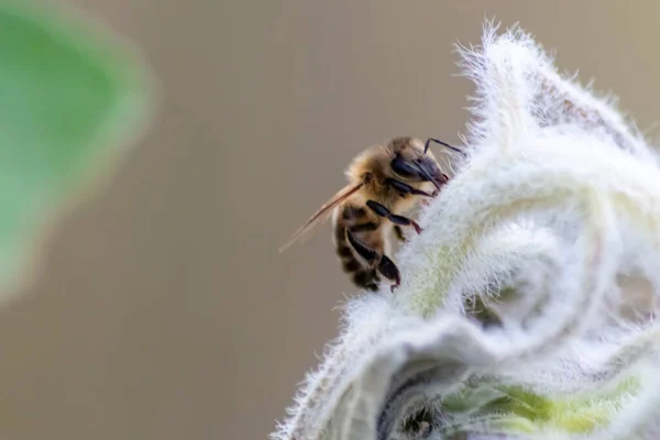 Pszczoła Roślinie Niewyraźnym Tle — Zdjęcie stockowe