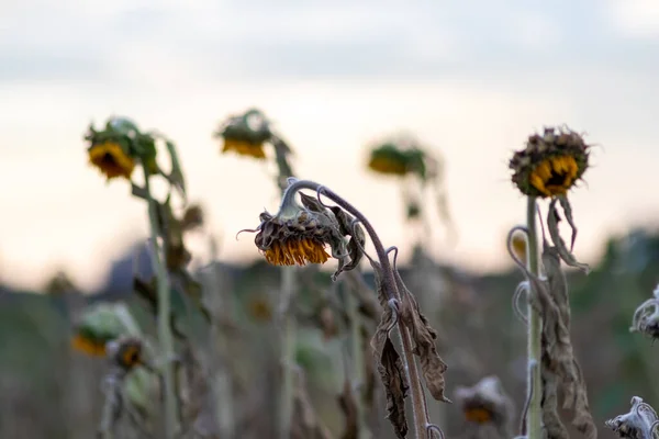 Drought Dry Withered Sunflowers Extreme Heat Periode Hot Temperatures Rainfall — Fotografia de Stock