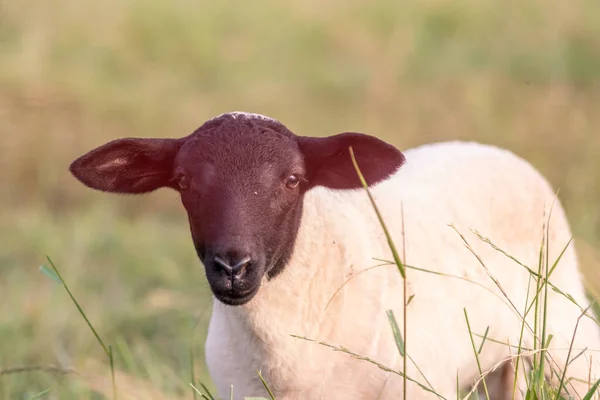 Little Lamb Black Head Attentive Mother Sheep Caring Grazing Sheep — Stockfoto