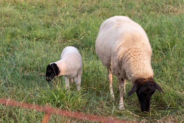 Little lamb with black head and attentive mother sheep caring for the grazing sheep in organic pasture farming with relaxed sheep herd in green grass as agricultural management in idyllic countryside
