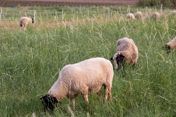 Little lamb with black head and attentive mother sheep caring for the grazing sheep in organic pasture farming with relaxed sheep herd in green grass as agricultural management in idyllic countryside