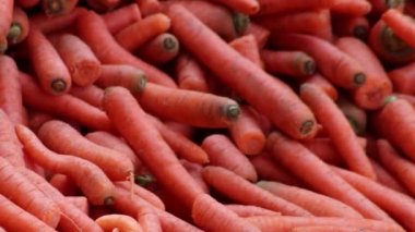Many carrots on organic carrots heap as organic animal feedstuff and healthy fodder for cows and cattle for vegetarian nutrition with vitamins harvested from farmer as delicious salad or horse carrots