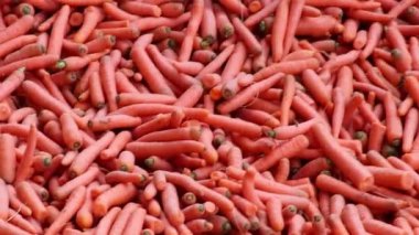 Many carrots on organic carrots heap as organic animal feedstuff and healthy fodder for cows and cattle for vegetarian nutrition with vitamins harvested from farmer as delicious salad or horse carrots