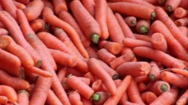 Many carrots on organic carrots heap as organic animal feedstuff and healthy fodder for cows and cattle for vegetarian nutrition with vitamins harvested from farmer as delicious salad or horse carrots