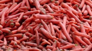 Many carrots on organic carrots heap as organic animal feedstuff and healthy fodder for cows and cattle for vegetarian nutrition with vitamins harvested from farmer as delicious salad or horse carrots