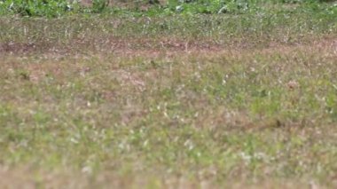 Many carrots on organic carrots heap as organic animal feedstuff and healthy fodder for cows and cattle for vegetarian nutrition with vitamins harvested from farmer as delicious salad or horse carrots