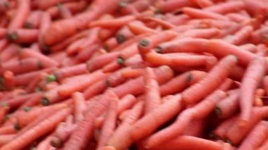 Many carrots on organic carrots heap as organic animal feedstuff and healthy fodder for cows and cattle for vegetarian nutrition with vitamins harvested from farmer as delicious salad or horse carrots