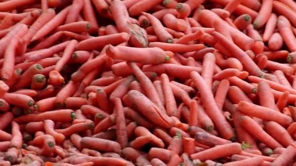 Many Carrots Organic Carrots Heap Organic Animal Feedstuff Healthy Fodder — Stock video